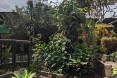 Herbal- and flowergarden in Panajachel